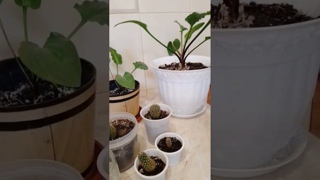 Окружающий мир. Состав растений. смотреть онлайн