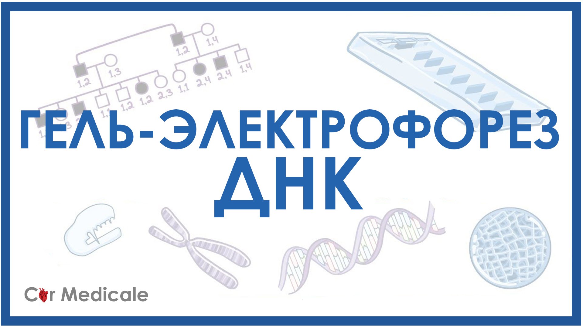 Электрофорез ДНК смотреть онлайн
