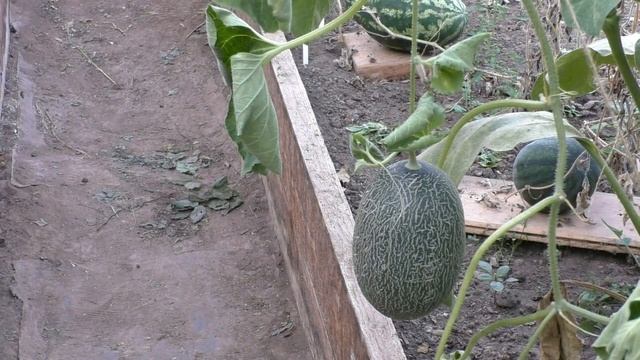 Арбузы и дыни: как узнать, что они созрели смотреть онлайн