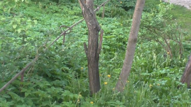 летний сад. Снято на видеокамеру PANASONIC HC-V 160 смотреть онлайн