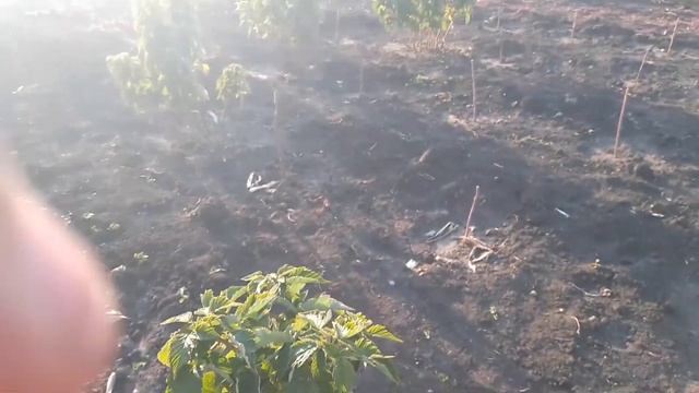 моя малиновое дерево . смотреть онлайн