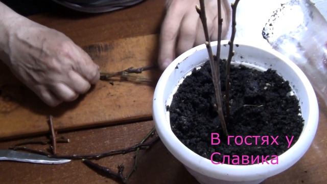 Черенки.Размножения Плодовых Деревьев Черенками.Супер Способ. смотреть онлайн