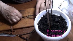 Черенки.Размножения Плодовых Деревьев Черенками.Супер Способ.