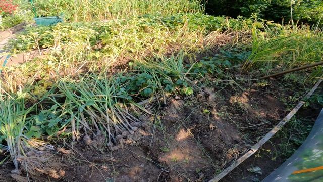 Чеснок-пора убирать,29 июля 2022 г. смотреть онлайн