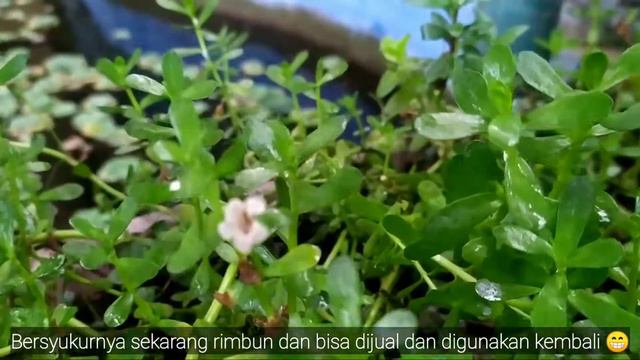 KEBUN MIN DARI SISA SETTING TANAMAN AQUASCAPE смотреть онлайн