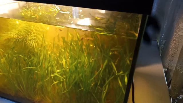 Зелёный аквариум