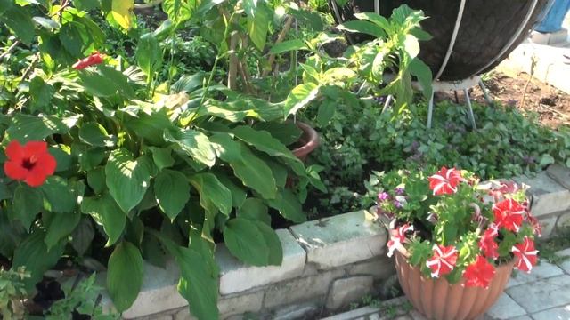 Вот моя деревня Сороки и наша улица Центральная. смотреть онлайн
