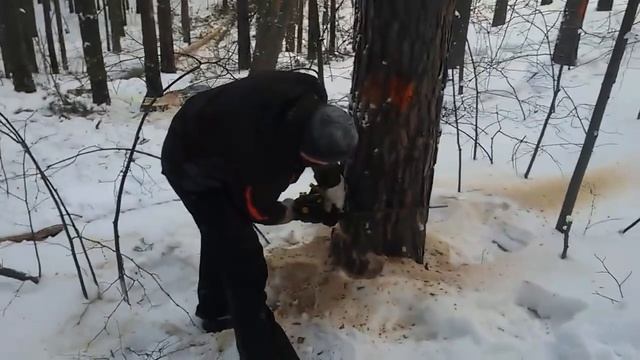 Валим лес на баню. Живая Баня смотреть онлайн