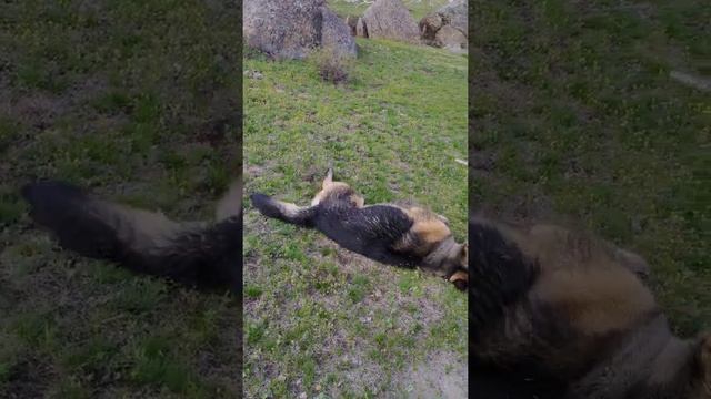 Помесь немецкий овчарки с маламутом смотреть онлайн