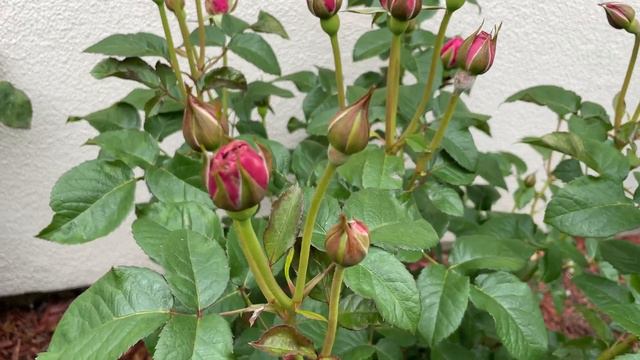 David Austin James Austin Rose before first flush #davidaustinroses #davidaustin #roselove #rose смотреть онлайн