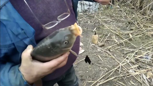 Удачная рыбалка - Ловля карпа (поздней осенью). Рыбалка. Новоселовка. смотреть онлайн