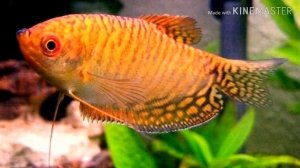 ГУРАМИ ЗОЛОТОЙ(ОБЗОР)