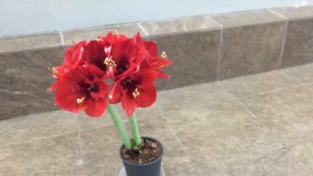 Гиппеаструм (амариллис) расцвёл или цветет смотреть онлайн