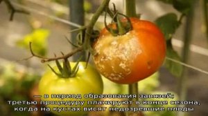 Можно ли обработать помидоры фурацилином от фитофторы и какой будет эффект?