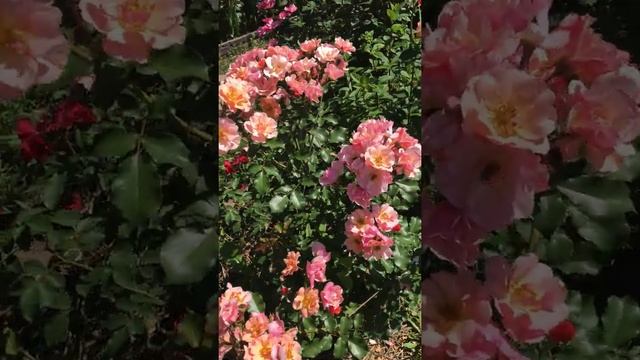 Роза Джаз смотреть онлайн