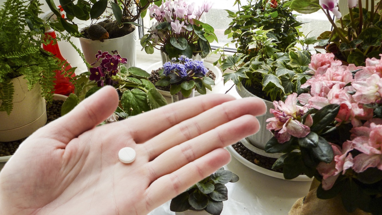 1 Таблетка Под Любой Домашний Цветок и Даже Чахлый Пышно Зацветёт и Позеленеет!