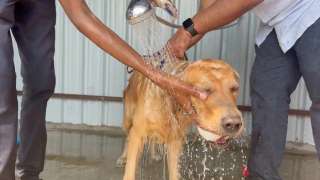 I Bet you have never seen anyone dive like this | Dog Park | Tails of the City | Pune | Dog pool смотреть онлайн