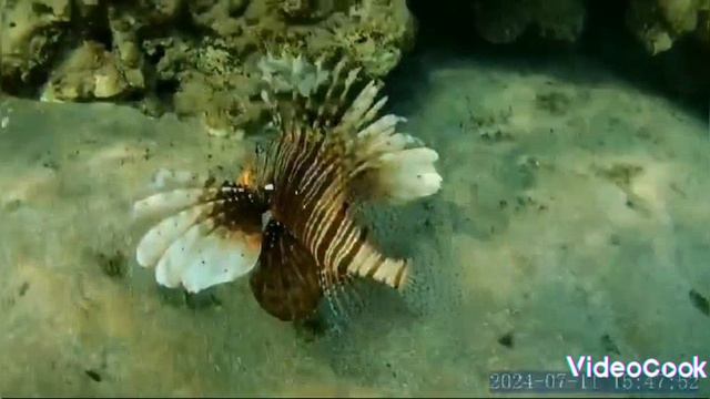 Лети смотреть онлайн