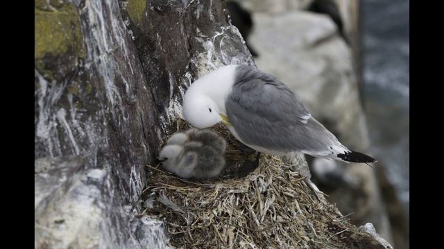 Seagulls world 2 | amazing photography with inspirational music | wallpapers 4K смотреть онлайн