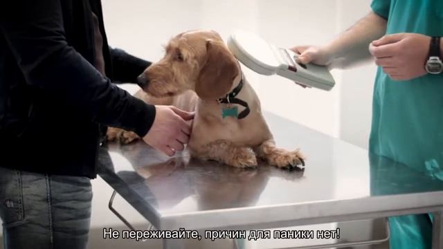 Сколько спят хорьки? смотреть онлайн