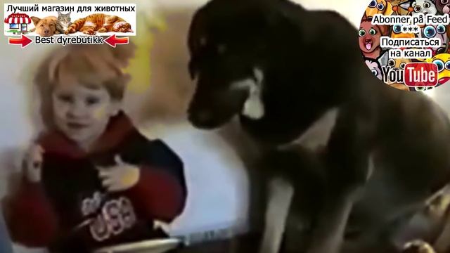 Приколы с котами собаками и енотами смотреть онлайн