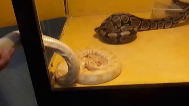 Очень маленький питон. Питон и человек