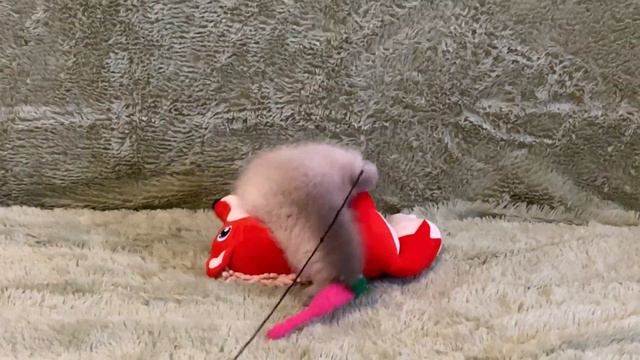 Little kitten play | The kitten ate the hamster and is jumping?! | Cute kitten frolic смотреть онлайн