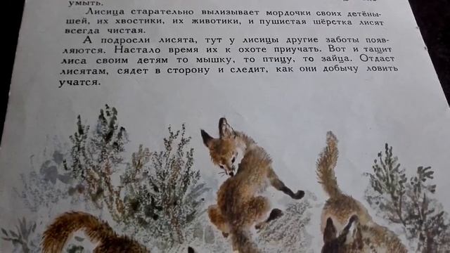ЛИСА. Рассказ В.Чаплиной. Иллюстрации Т.Зебровой. Читаем вместе. Следим за текстом. смотреть онлайн