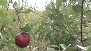 яблоня россошанское полосатое