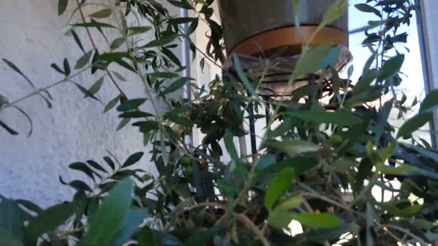 Очень крупный инжир. Удаление завязи оливок. Обзор растений. смотреть онлайн