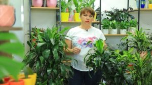 драцена уход в домашних условиях