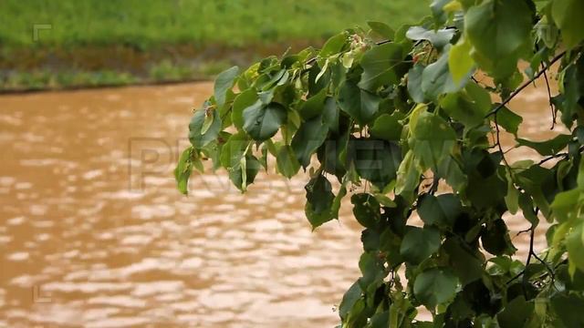 Linden Tree By City River Stock Video смотреть онлайн