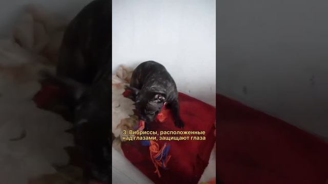 Зачем собаке усы и можно ли их стричь? смотреть онлайн