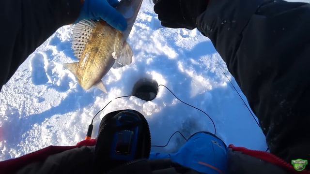 Распечатали судаковый сезон 23-24✊. СУДАК НА РАТЛИНЫ смотреть онлайн