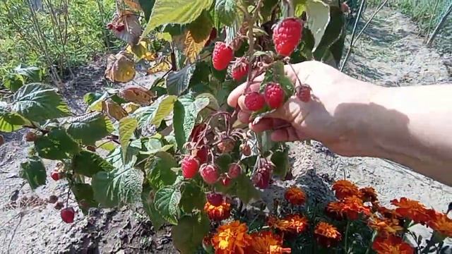 Ягода малинка сорт Жар птица ремонтантный. смотреть онлайн