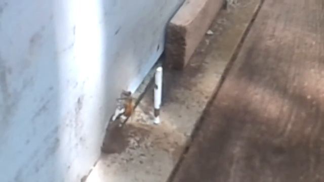 Серая горная кавказская пчела смотреть онлайн