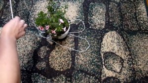 Как быстро подвесить горшок ? Кашпо своими руками за 30 секунд! Быстро,просто и дёшево.