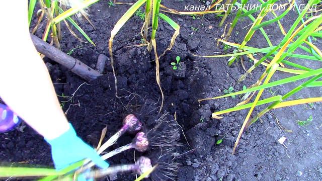 УРОЖАЙ ЧЕСНОКА результат эксперимента смотреть онлайн
