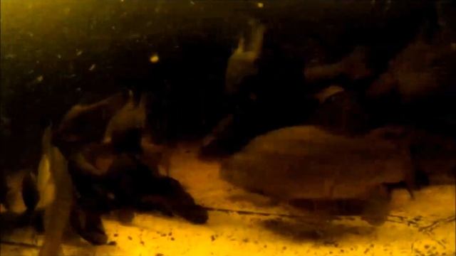 Подводная съемка на маленькой домашней рыбной ферме смотреть онлайн