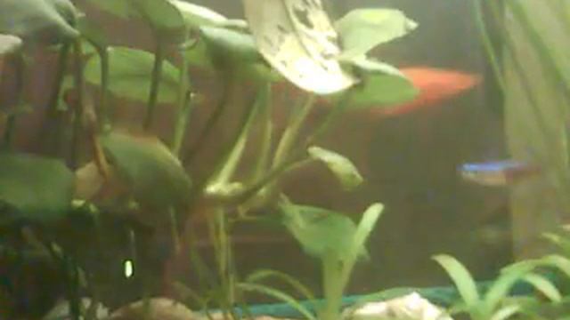 на листе блестит как монета смотреть онлайн