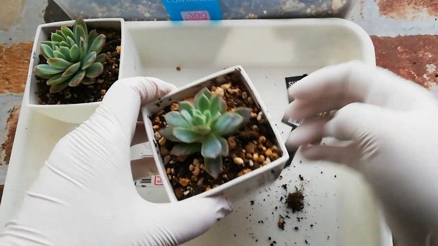 【多肉植物】鮮度のいい100均多肉みーつけた!!　part8 バイオレットクイーン/Succuent/Echeveria Violet Queen смотреть онлайн