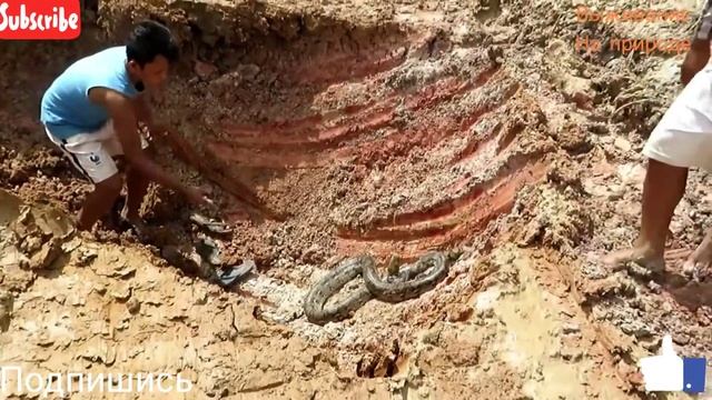 ШОК Нашли питона на стройке и поймали смотреть онлайн