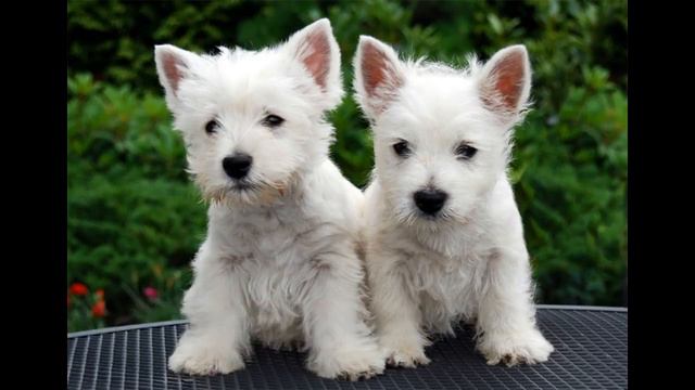WEST HIGHLAND WHITE TERRIER (Top 10 interesting facts) смотреть онлайн