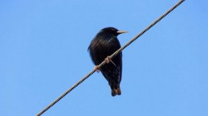 Почему ПТИЦ НЕ бьет Током . А ты знал?