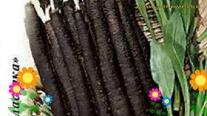 Скорцонера Лечебный. Краткий обзор, описание характеристик, где купить семена scorzonera