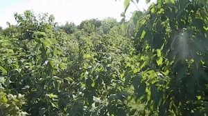 сколько можно собрать малины с 1 сотки || Малина как Бизнес || сколько малины можно собрать Бизнес