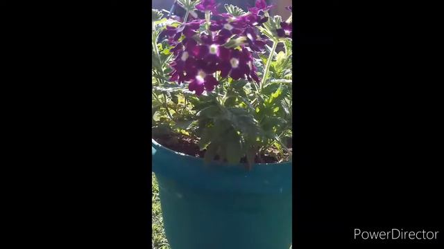 Care Of Varbena Plant By Mysterious Nature