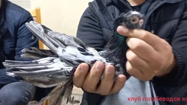 элитные голуби удевляет гостей смотреть онлайн