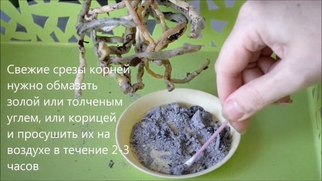 Как пересаживать орхидею смотреть онлайн