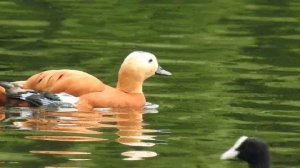 Утки. 22 вида уток в одном видео и примеры их голосов.